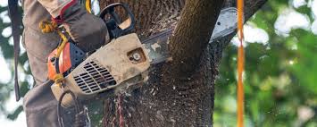 Best Tree Trimming and Pruning  in Burgin, KY