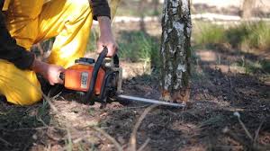 Best Tree Mulching  in Burgin, KY