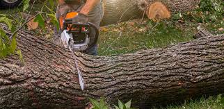 Best Fruit Tree Pruning  in Burgin, KY