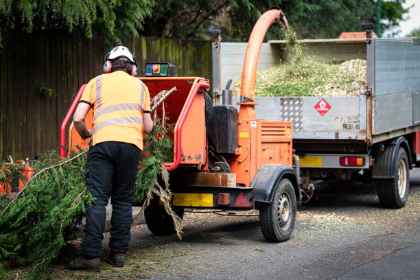 Best Arborist Consultation Services  in Burgin, KY