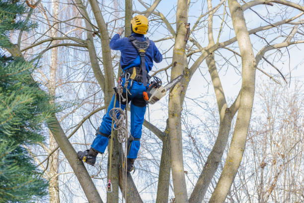 Best Hazardous Tree Removal  in Burgin, KY