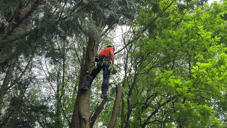 Best Pest Control for Lawns  in Burgin, KY