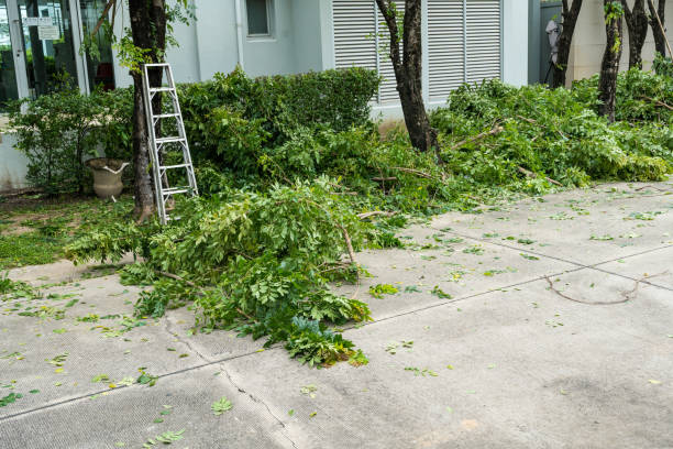 Best Tree Fertilization  in Burgin, KY