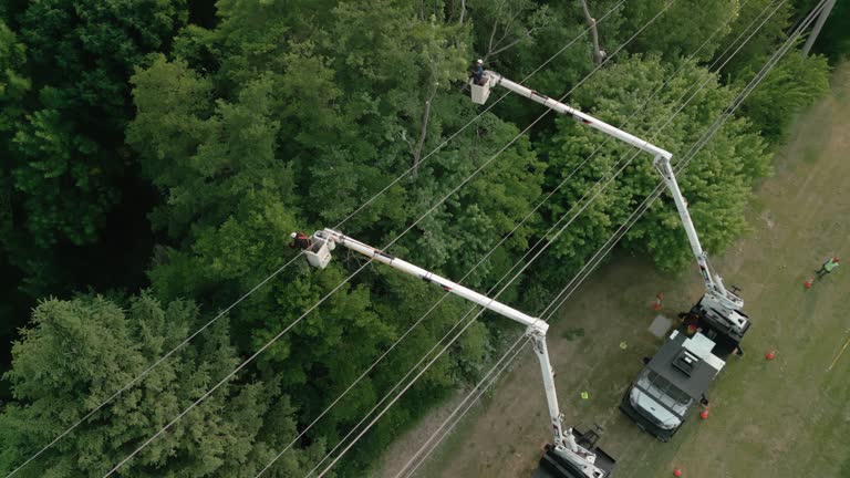 How Our Tree Care Process Works  in  Burgin, KY