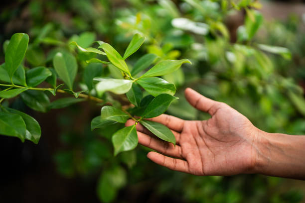 Professional Tree Services in Burgin, KY