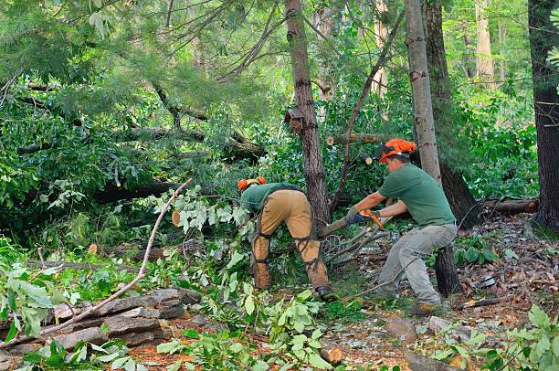 Best Tree and Shrub Care  in Burgin, KY