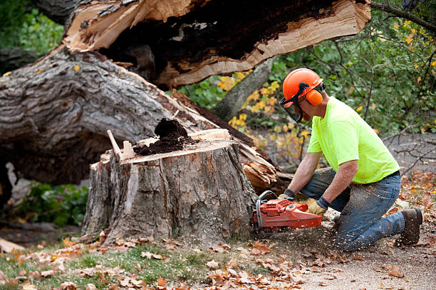 Best Root Management and Removal  in Burgin, KY