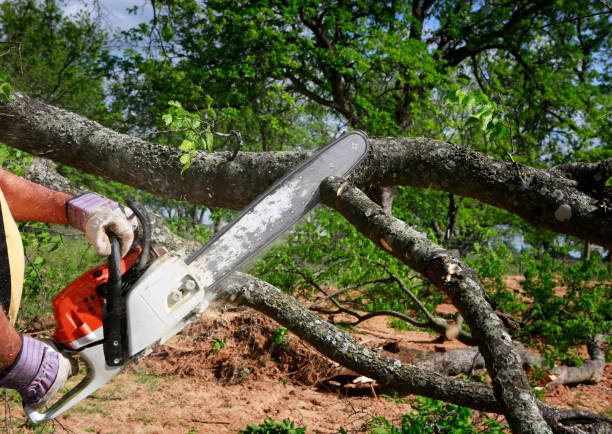 Best Aeration Services  in Burgin, KY