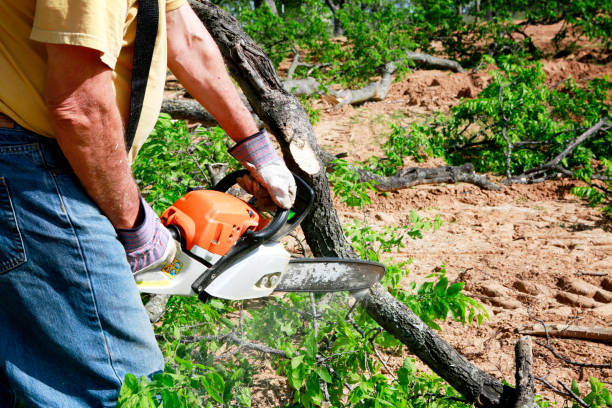 Best Lawn Maintenance Plans  in Burgin, KY